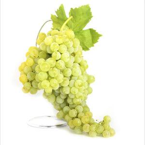 Injertos de uva blanca airen