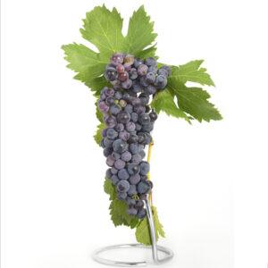 Injertos de uva tinta mazuelo