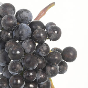 Injertos de uva tinta merlot