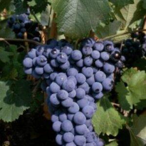 Injertos de uva tinta monastrel