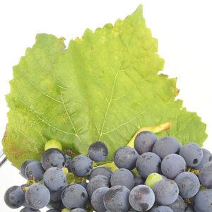 Injertos de uva tinta petit verdot