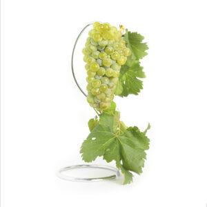 Injertos de uva blanca sauvignon blanc