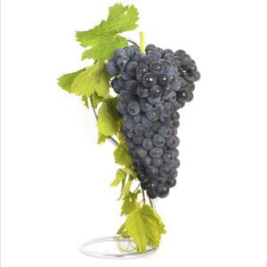 Injertos de uva tinta syrah