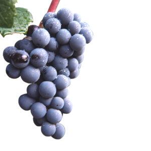 Injertos de uva tinta bobal