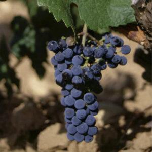 Injertos de uva tinta cabernet fran